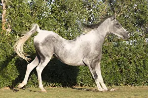 Mare Prints: Arabian Horse. Pinto mare with a sway in its back. Egypt