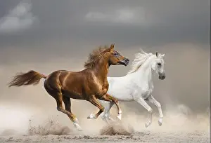 Hoofed Animal Prints: Arabian horses running wild against the stormy skies in desert