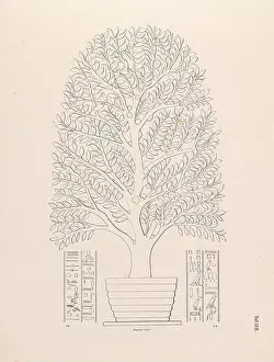 Tombs Prints: Arabian Incense Tree from the book The fleet of an Egyptian queen from the XVII