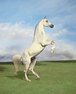 Dominance Prints: Arabian stallion rearing up against clouded sky