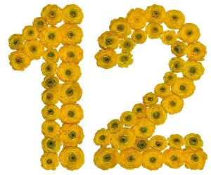 Twelve Prints: Arabic numeral 12, twelve, from yellow flowers of buttercup, isolated on white background