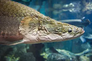 Fishes Prints: Arapaima fish - Pirarucu Arapaima gigas one largest freshwater fish and river lakes in Brazil / snake head fish