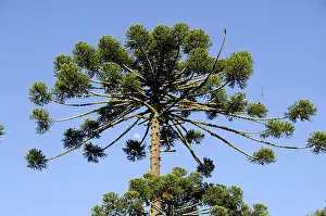 Southeast Region Prints: Araucaria - Araucaria angustifolia in the Bocaino Mountains National Park