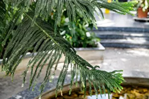Vulnerable Prints: Araucaria heterophylla, it is sometimes called the star pine