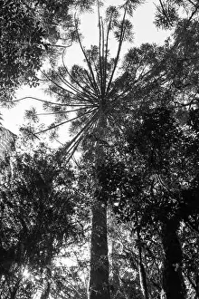 Biome Prints: Araucaria moist forest with Araucaria angustifolia trees viewed from below