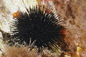 Cote Dazur Prints: Arbacia lixula (Arbacia lixula) with long spines on rocky seabed