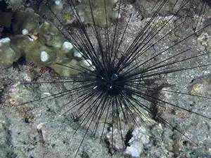 Spines Prints: Arbacia lixula, Diadem sea urchin (Diadema setosum)