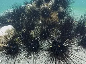 Spines Prints: Arbacia lixula with long spines