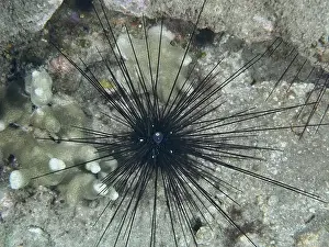 Spiky Prints: Arbacia lixula with long spines