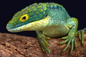 Alligator Lizard Prints: Arboreal alligator lizard (Abronia graminea)