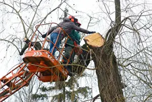 Trimming Prints: Arborists cut branches of a tree with chainsaw using truck-mounted lift. Kiev, Ukraine