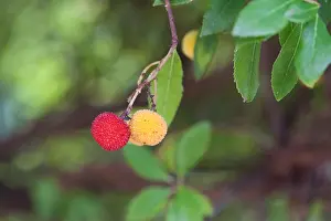 Arbol Prints: Arbutus fruits (Madroño, Corbezzolo) maturing in the Straberry tree