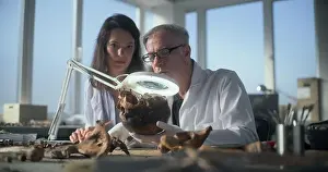 Examine Prints: Archaeological laboratory