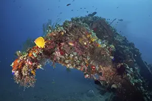 Decayed Prints: An arched shipwreck, densely overgrown with colourful corals and marine life