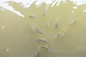 Archer Prints: Archer fish or Blowpipe fish