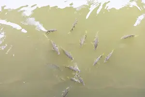 Archer Prints: Archer fish or Blowpipe fish