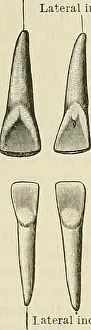 Bookdecade Prints: Archive image from page 1149 of Cunningham's Text-book of anatomy (1914)