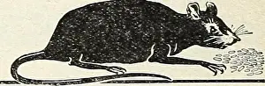 1931 Prints: Archive image from page 125 of Currie's garden annual spring