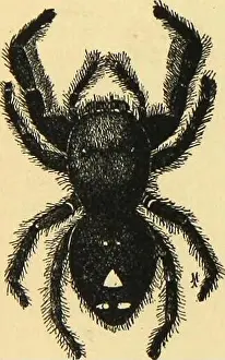 Archive image from page 275 of American spiders and their spinning