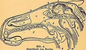 Archive image from page 35 of Das pferdebuch des amerikanischen farmers