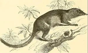 1872 Prints: Archive image from page 427 of De Dierentuin van het Koninklijk
