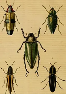 Archive image from page 697 of Dictionnaire classique des sciences naturelles
