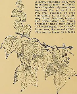 Bookdecade Prints: Archive image from page 85 of Cyclopedia of American horticulture