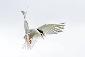 Schleswig Holstein Prints: An Arctic Arctic Tern (Sterna paradisaea) in the air with its wings spread wide