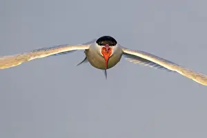 Wading Birds Prints: An Arctic Arctic Tern (Sterna paradisaea) flies directly towards the camera