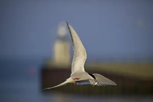 In The Air Prints: An Arctic Arctic Tern (Sterna paradisaea) flies with outstretched wings