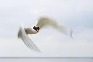 Wings Spread Prints: An Arctic Arctic Tern (Sterna paradisaea) with outstretched wings