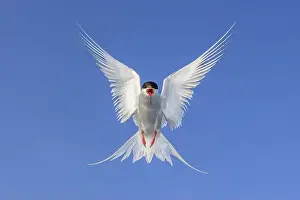 Fine Weather Prints: An Arctic Arctic Tern (Sterna paradisaea) with outstretched wings flies majestically against a clear blue sky
