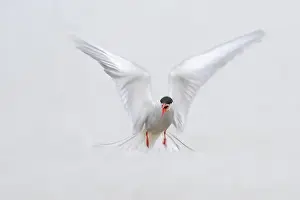 In The Air Prints: An Arctic Arctic Tern (Sterna paradisaea) with outstretched wings in flight