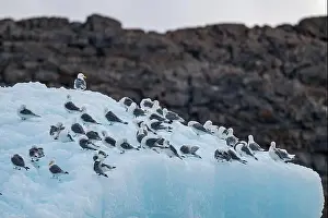 Nunavut Prints: Arctic birds on an Iceberg on Belcher island