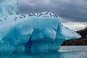 North Pole Prints: Arctic birds on an Iceberg on Belcher island
