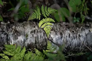 Plant Stem Prints: Arctic Circle Hiking Area, lapland, Finland