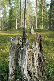 Plant Stem Prints: Arctic Circle Hiking Area, lapland, Finland