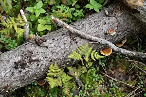 Plant Stem Prints: Arctic Circle Hiking Area, lapland, Finland