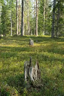 Shrubland Prints: Arctic Circle Hiking Area, lapland, Finland