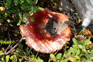 Plant Stem Prints: Arctic Circle Hiking Area, lapland, Finland