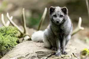 Canoidea Prints: An arctic fox (Alopex lagopus)
