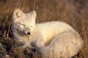 Close To Prints: arctic fox Alopex lagopus coat changing from summer to winter 1002 coastal plain Arctic National Wildlife Refuge Alaska