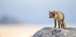 Vulpes Lagopus Prints: Arctic fox (Alopex lagopus) in rocky landscape, Svalbard