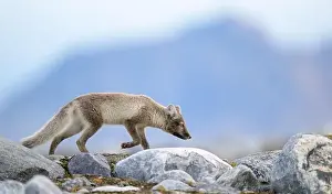 Vulpes Lagopus Prints: Arctic fox (Alopex lagopus) in rocky landscape, Svalbard