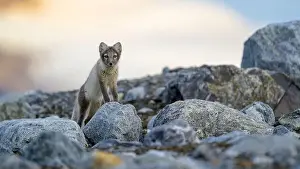 Vulpes Lagopus Prints: Arctic fox (Alopex lagopus) in rocky landscape, Svalbard