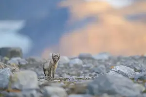 Vulpes Lagopus Prints: Arctic fox (Alopex lagopus) in rocky landscape, Svalbard