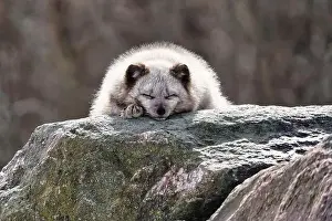 Vulpes Lagopus Prints: Arctic fox in an animal sanctuary