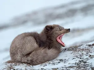 Yawning Prints: Arctic fox, blue morph, in snow during winter close to Pyramiden in Dickson-Land
