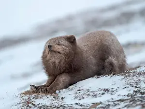 Vulpes Lagopus Prints: Arctic fox, blue morph, in snow during winter close to Pyramiden in Dickson-Land