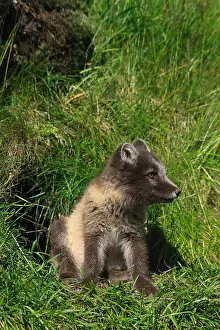 Arctic Fox Prints: Arctic Fox cub Alopex Lagopus Landmannalaugar Iceland